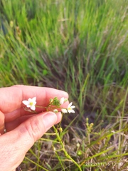 Ornithogalum flexuosum