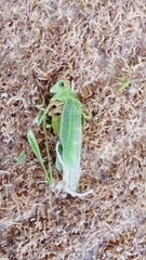 Tettigonioidea