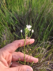 Ornithogalum flexuosum