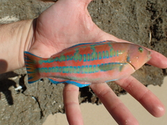 Thalassoma trilobatum