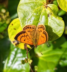 Lycaena edna