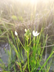 Ornithogalum flexuosum