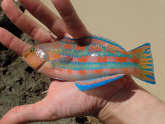 Thalassoma trilobatum