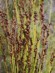 Elegia hookeriana