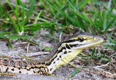 Varanus panoptes panoptes