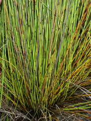 Elegia hookeriana