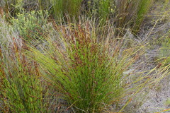 Elegia hookeriana