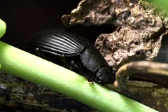 Heterotarsus