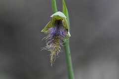 Calochilus therophilus