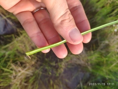 Ornithogalum flexuosum