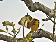 Ploceus cucullatus spilonotus