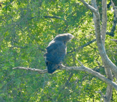 Circaetus cinerascens