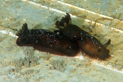 Dendrodoris arborescens