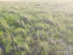 Ornithogalum flexuosum