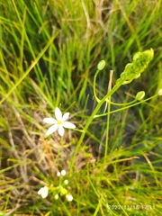 Ornithogalum flexuosum