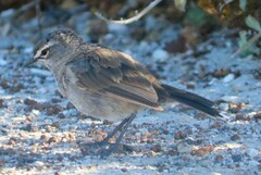 Cercotrichas coryphoeus