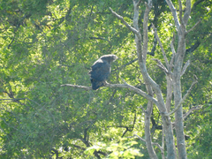 Circaetus cinerascens