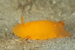 Doriopsilla carneola