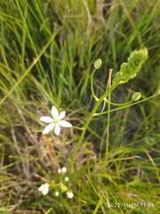 Ornithogalum flexuosum