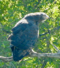 Circaetus cinerascens