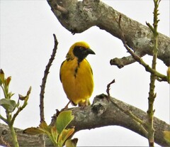 Ploceus cucullatus spilonotus