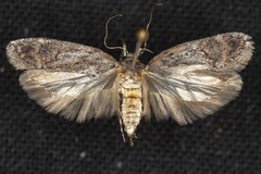 Filatima