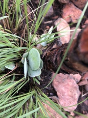 Kalanchoe thyrsiflora