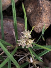 Asclepias brevipes