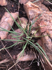 Asclepias brevipes