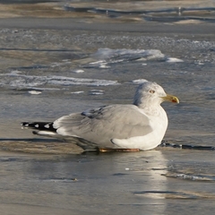 Larus argentatus