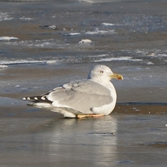 Larus argentatus