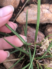 Asclepias brevipes