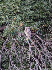 Nycticorax nycticorax nycticorax