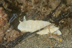 Goniobranchus epicurius