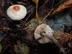 Lepiota castaneidisca