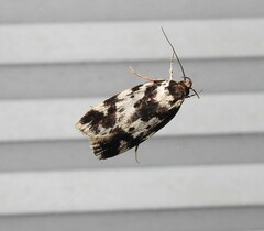 Barea confusella