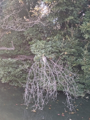 Nycticorax nycticorax nycticorax
