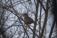 Turdus hortulorum