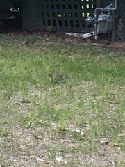 Sylvilagus floridanus