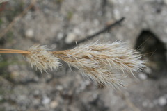 Pentameris eriostoma