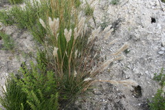 Pentameris eriostoma