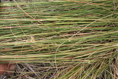 Pentameris eriostoma