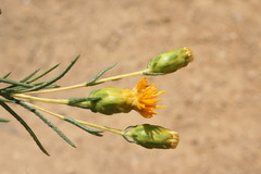 Pteronia tenuifolia