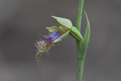 Calochilus therophilus