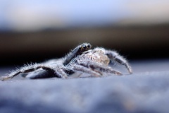 Ocrisiona leucocomis