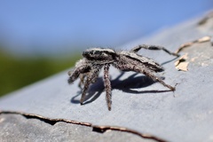 Ocrisiona leucocomis