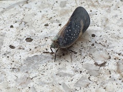 Flatidae