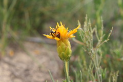 Pteronia tenuifolia