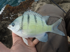 Abudefduf abdominalis