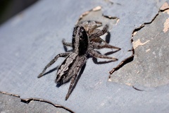 Ocrisiona leucocomis